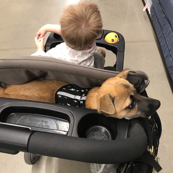 🥰New💋family🐶member😍 - Picture 4 of 9